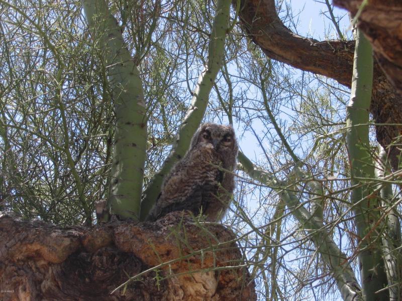 owls 029