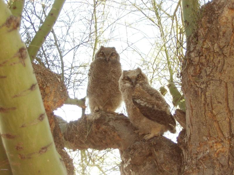owls 030