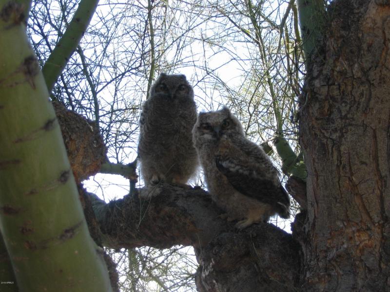 owls 031