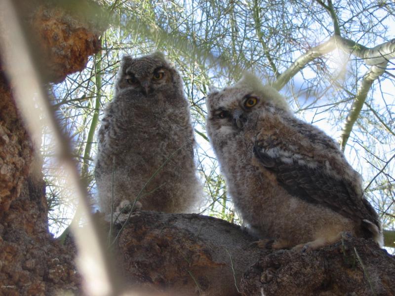 owls 036