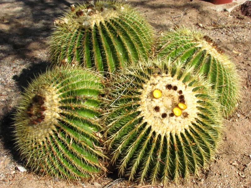 rancho 11-11-10 011