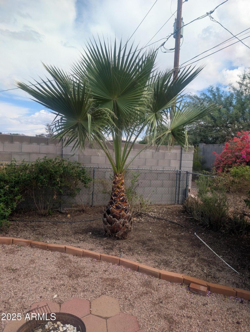 grand palm tree
