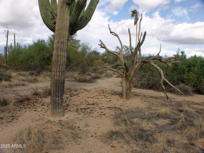 LOT VEGETATION DSC07462