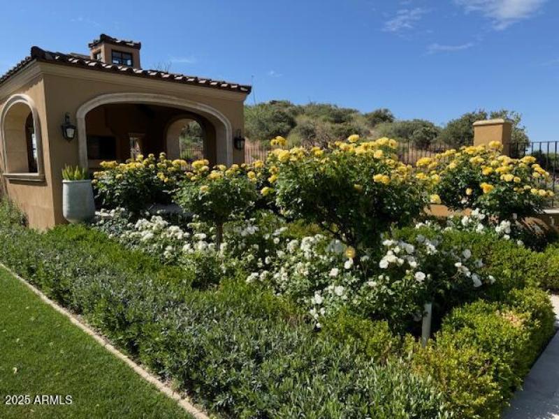 Ramada Roses in Bloom