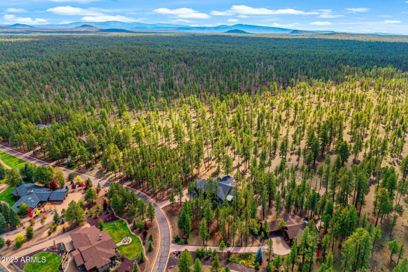 National Forest Backing