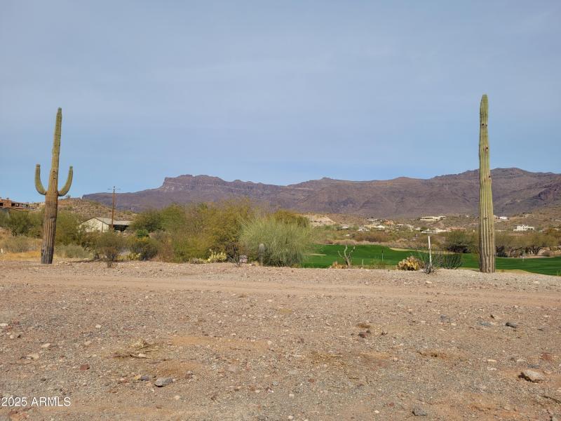 Native Saguaros!