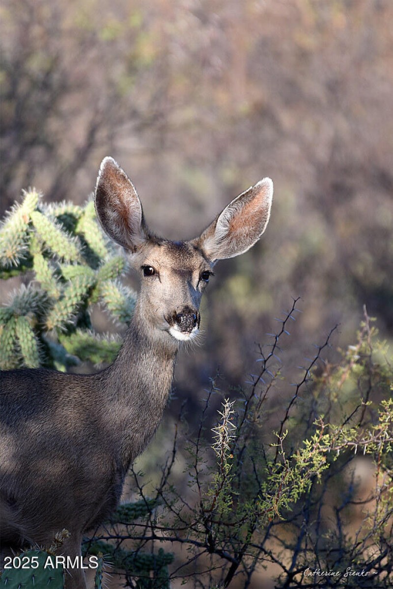 Wildlife at your back yard fence