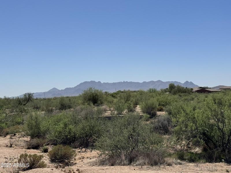 Lush Desert Vegetation