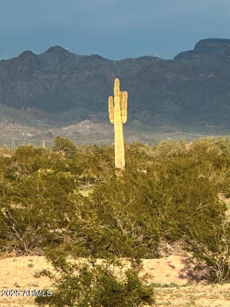 the lone saguaro Jim Kunisch