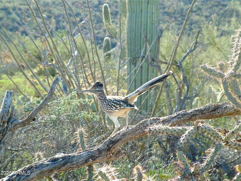 Roadrunner out back