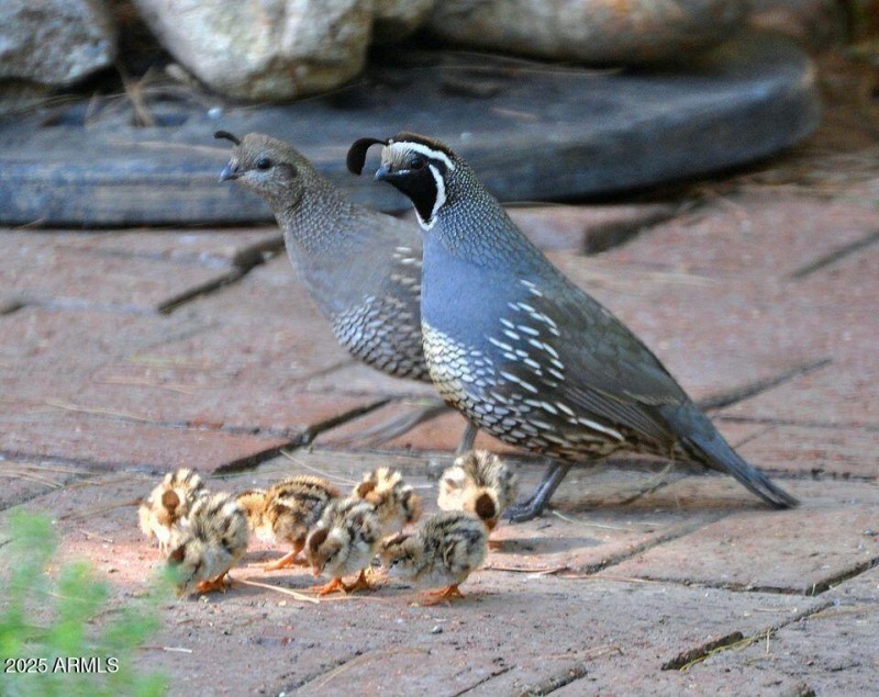 Back patio quail family