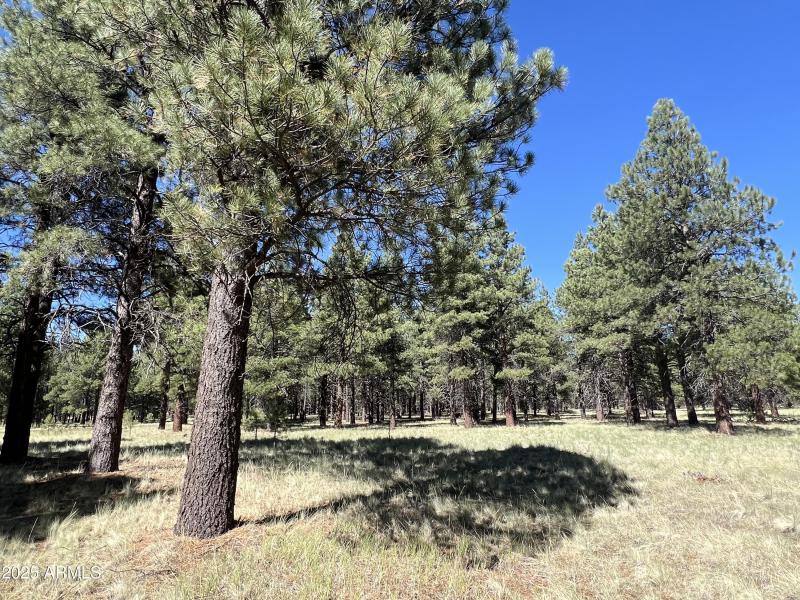 LOT 1 Image 7