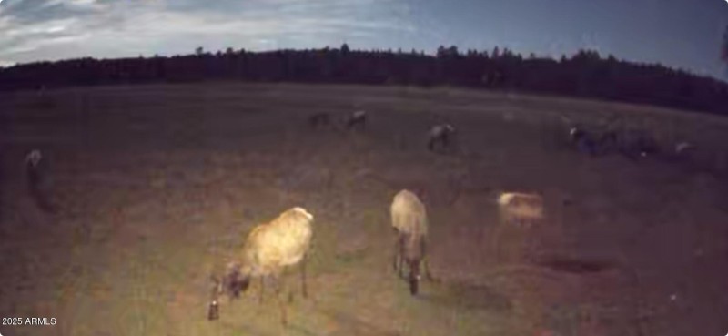 Kelly Canyon Estates -Wildlife