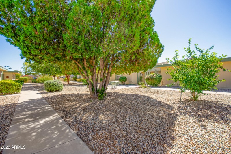30 - Ocotillo