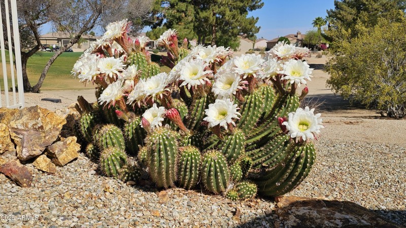 Blooming Cactus next to firepit
