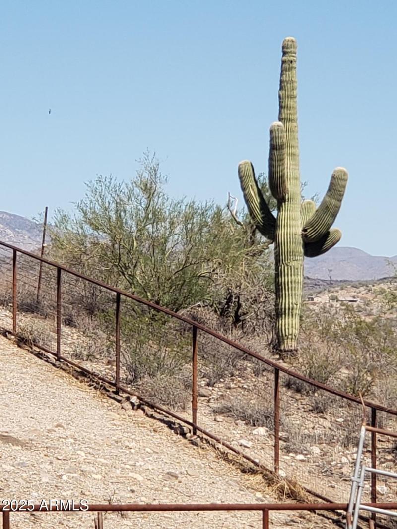 cabin lots of cactus