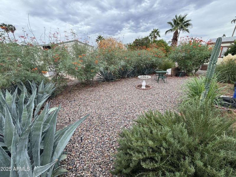 Back yard