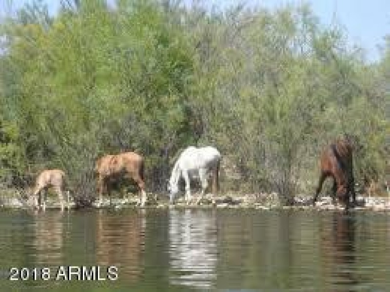Salt River wild horses