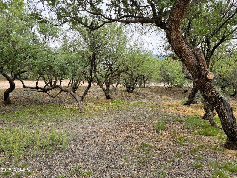 front mesquites