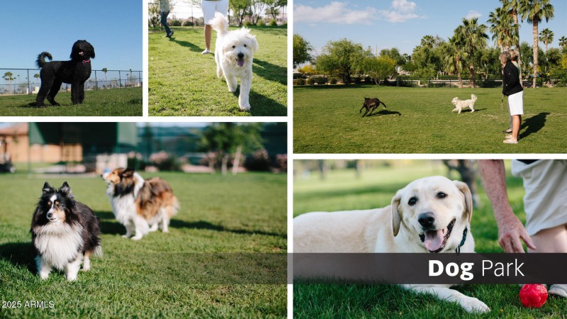 PC Slideshow - Dog Park 26