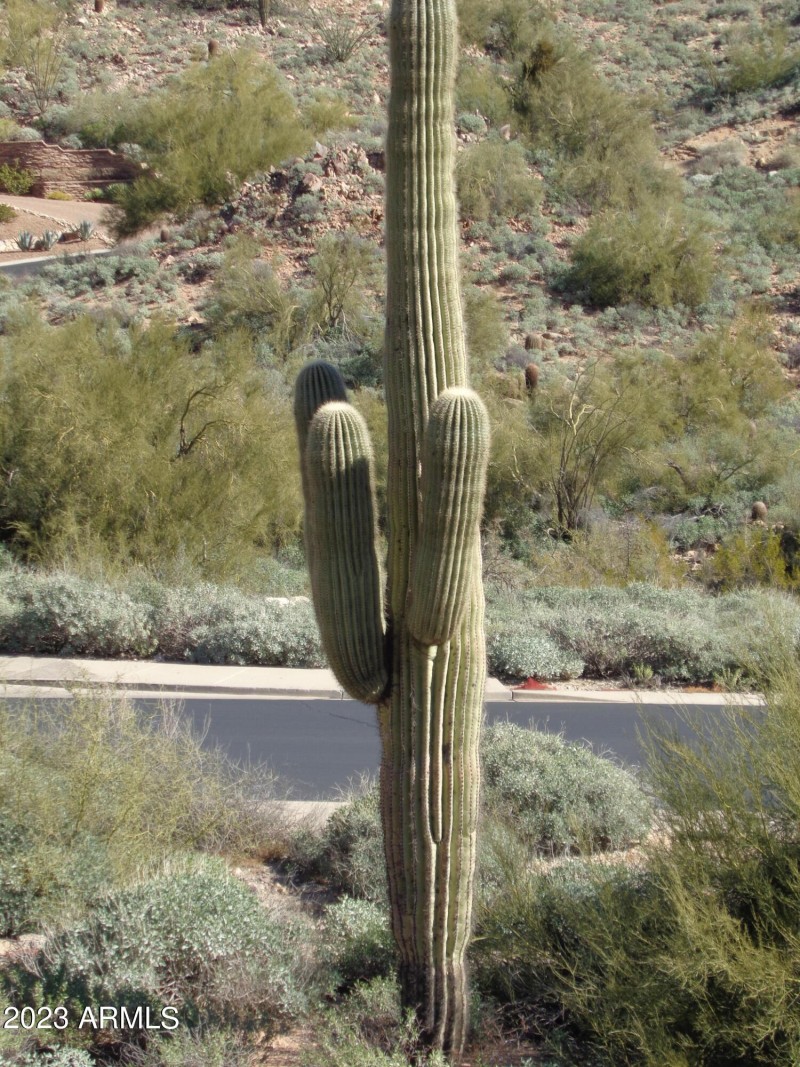 Large Saguaro