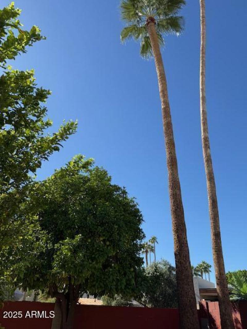 Villa Monterey - Backyard palm trees