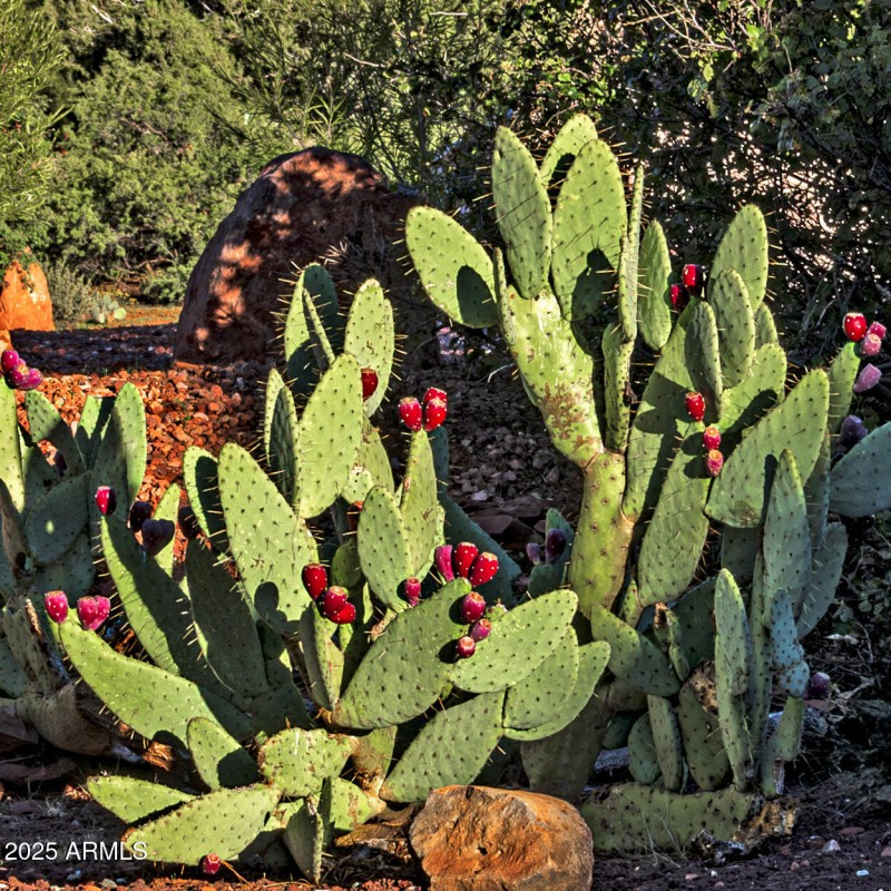 Your very own Prickly Pear