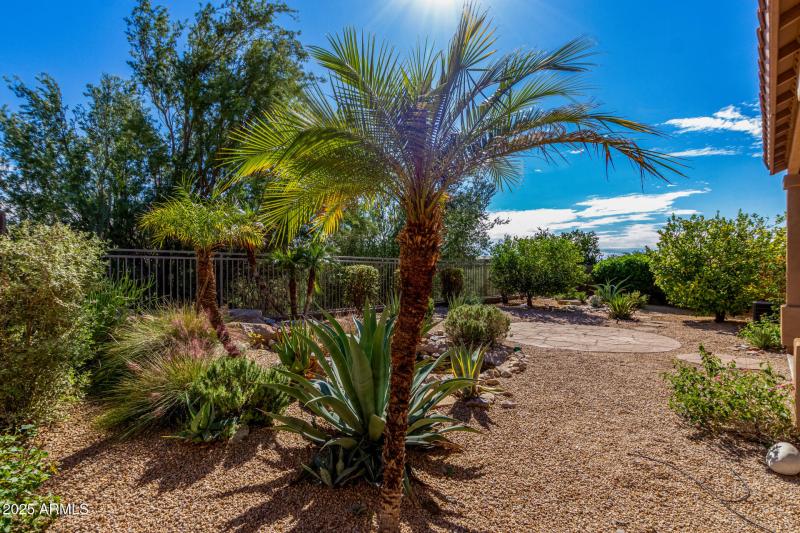 Lush Desert Backyard Landscape