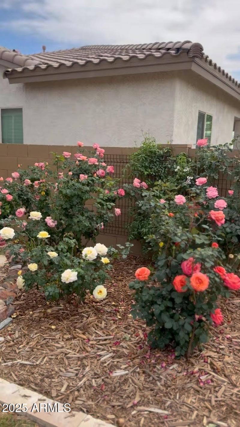 Rose Bushes