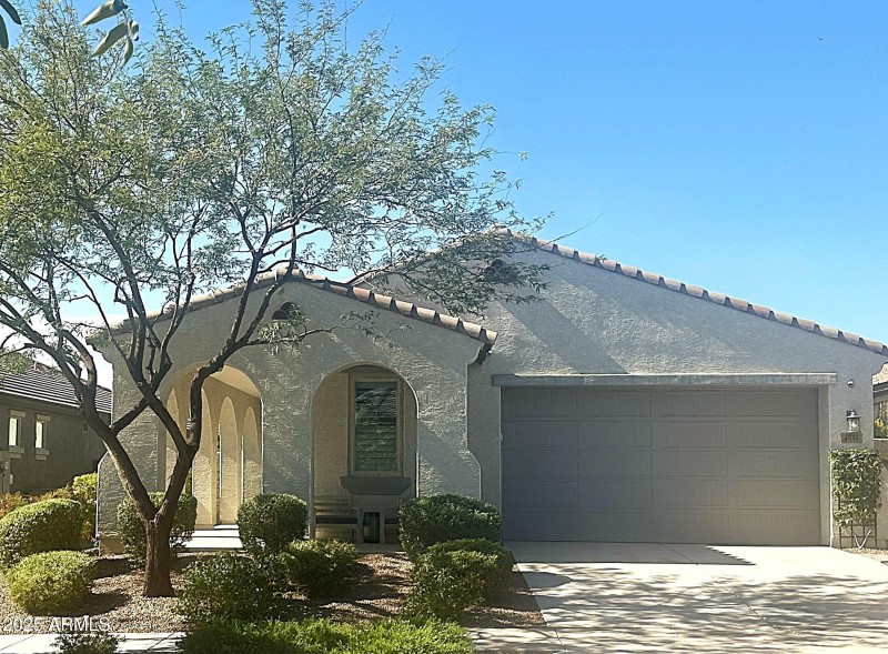 Mesquite Tree Trimmed (2)