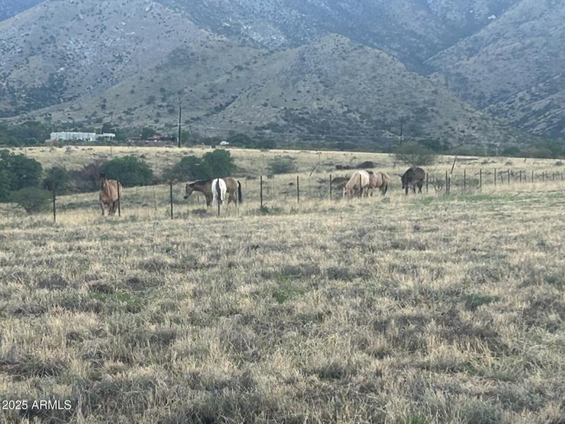 mountains and wildlife