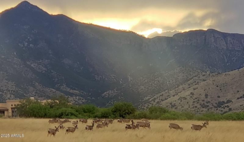 mountains and wildlife