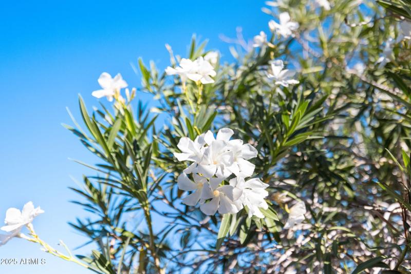 Beautiful White Desert Floral Oleander a