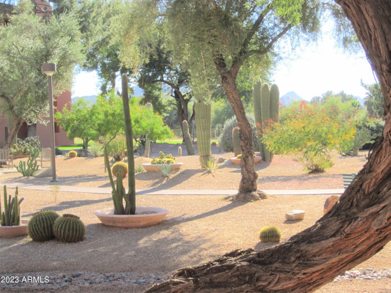 ANASAZI CACTUS AMAZING GARDEN