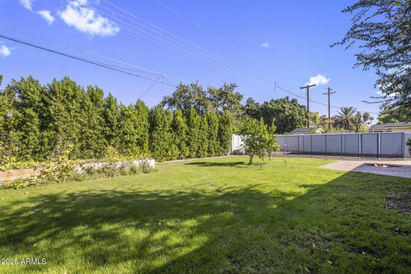 mature ficus hedge for privacy