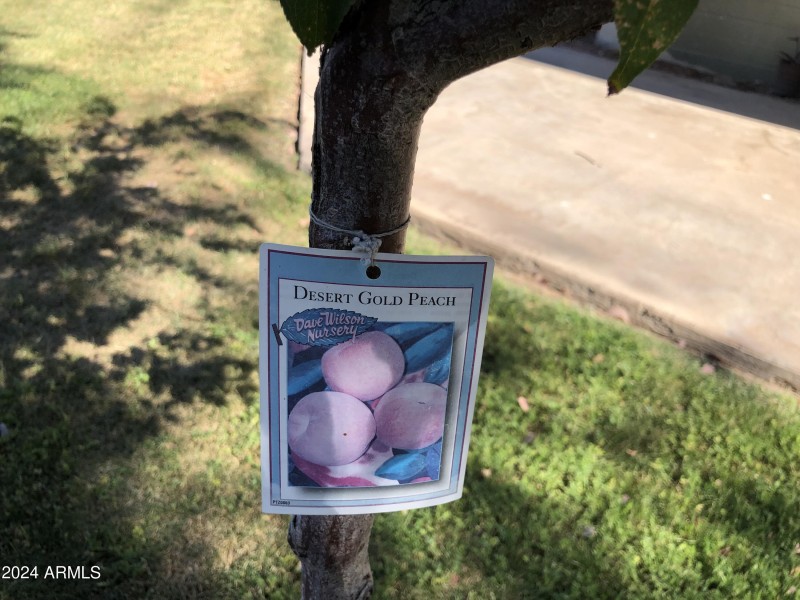 Desert Gold Peach