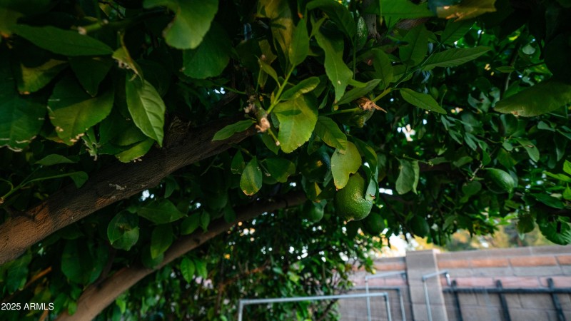 20469 N 95th Dr Exterior Photos-20