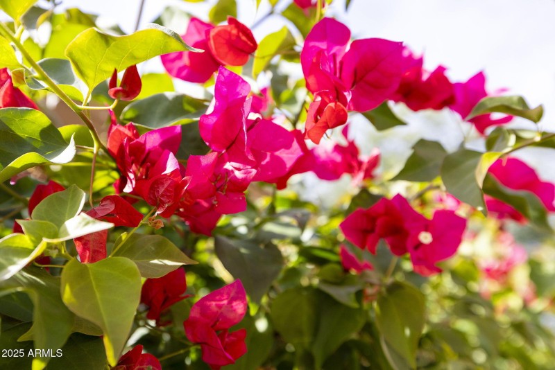 BOUGAINVILLEA