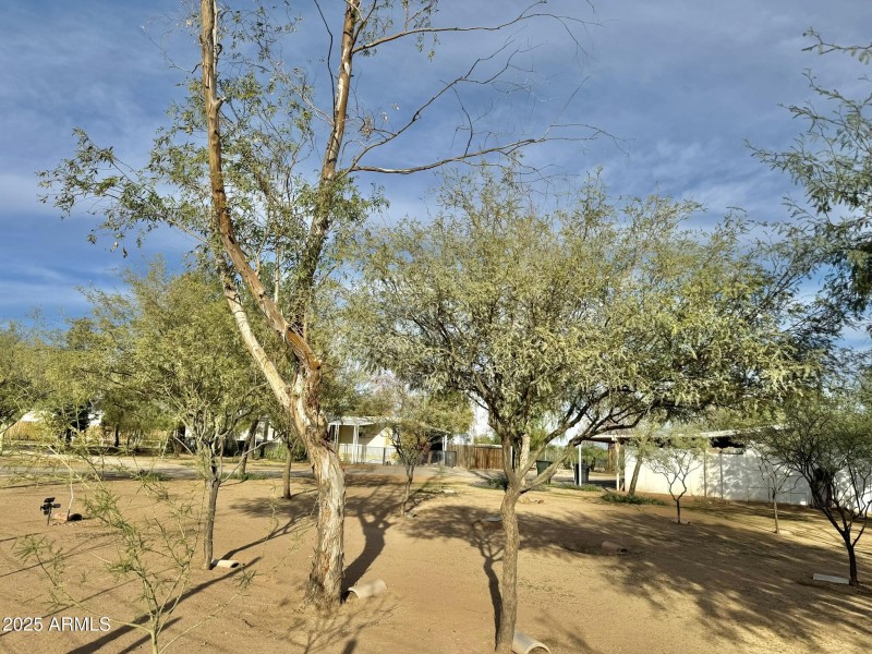 Trees