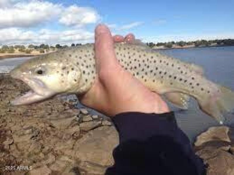 kinnikinick lake fish