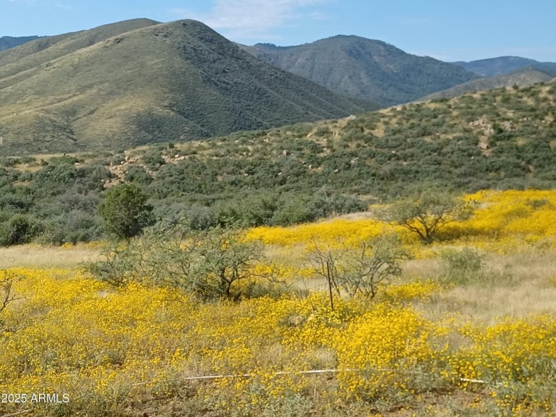 DESERT MARIGOLDS IN BLOOM