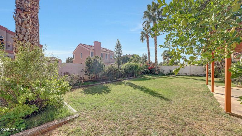 Backyard - Citrus tree