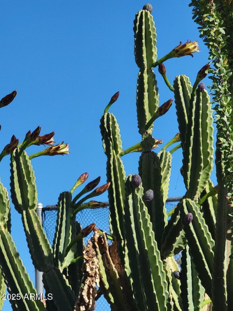 beautiful landscaping