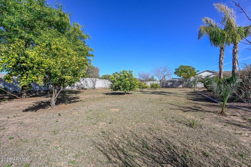 Backyard-Citrus Trees