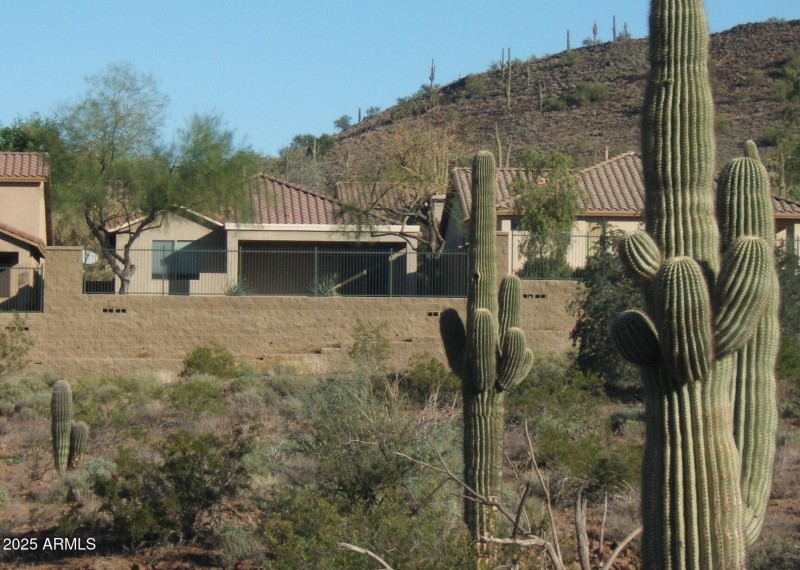 Back view w-saguaros