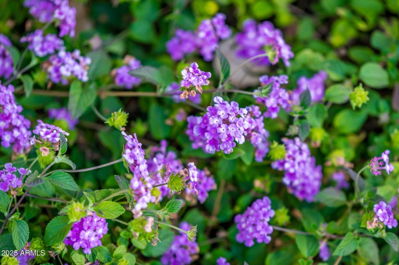 22815 N Arrellaga Dr - MLS-65