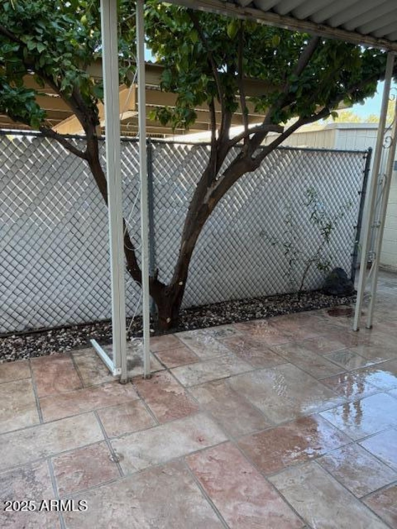 Super Producing Lemon Tree