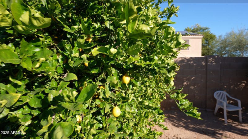 Lemon Tree
