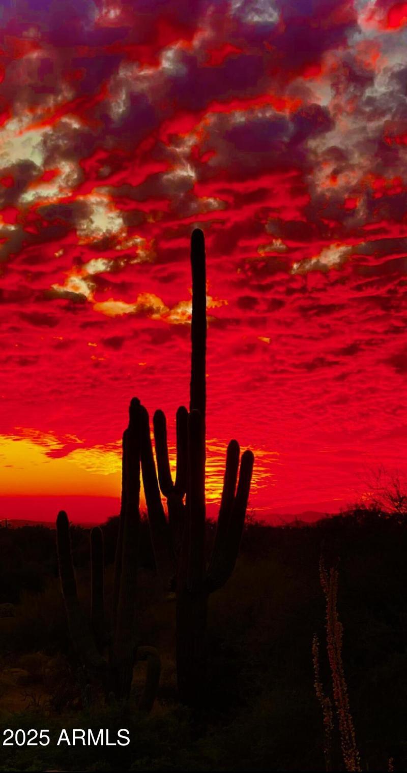 Saguaro at Sunset