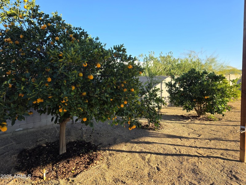 Orange & Grapefruit Trees